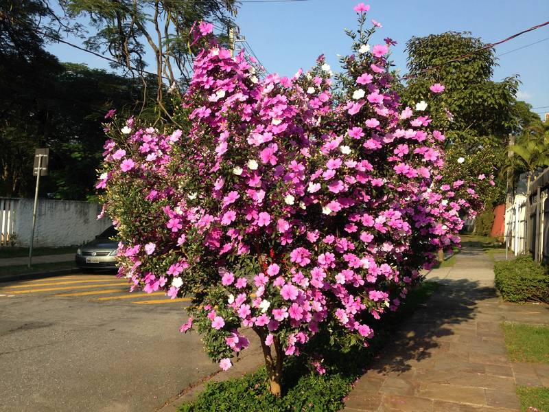 Manacá-da-serra na calçada