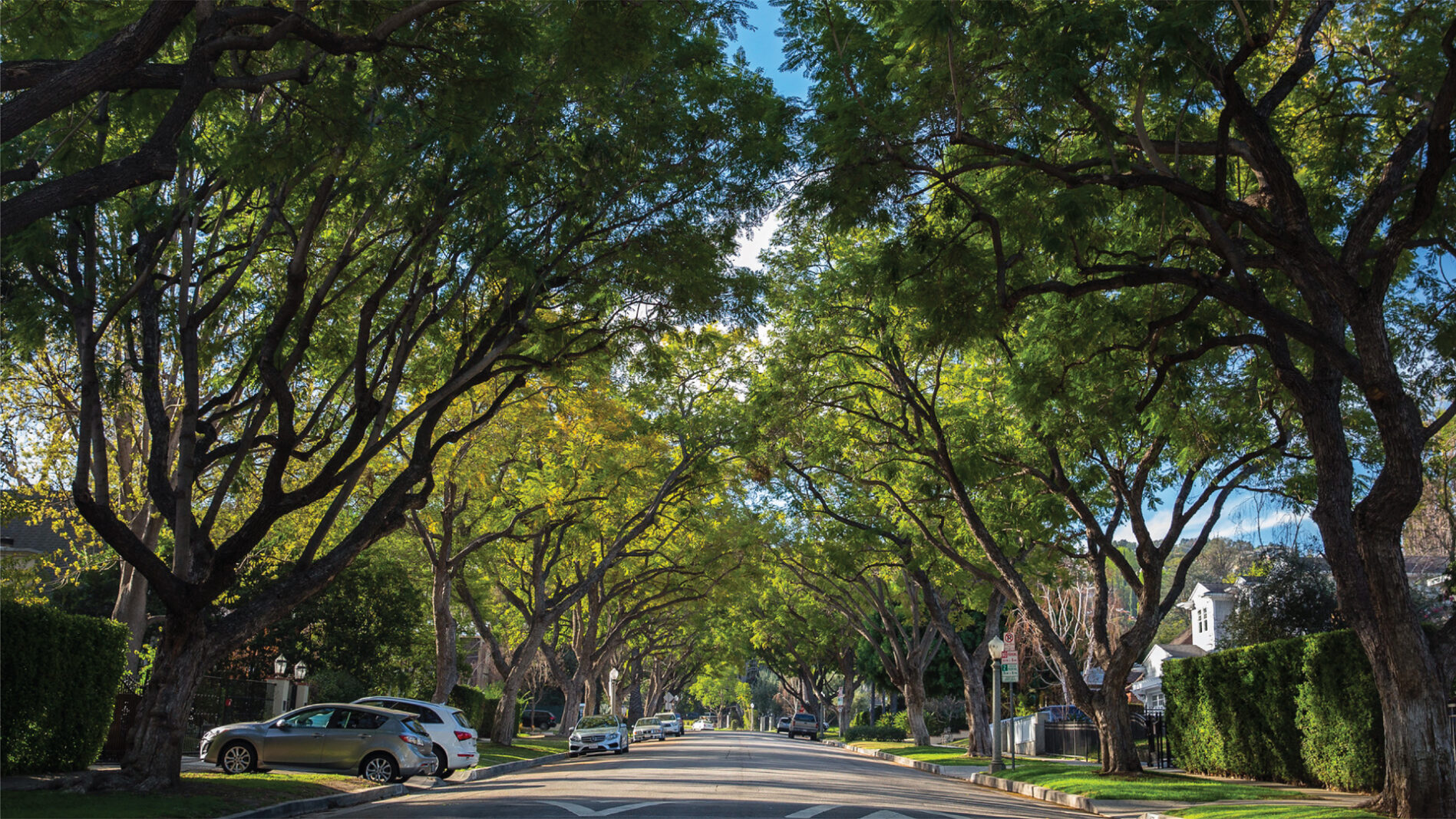 Rua arborizada nos EUA