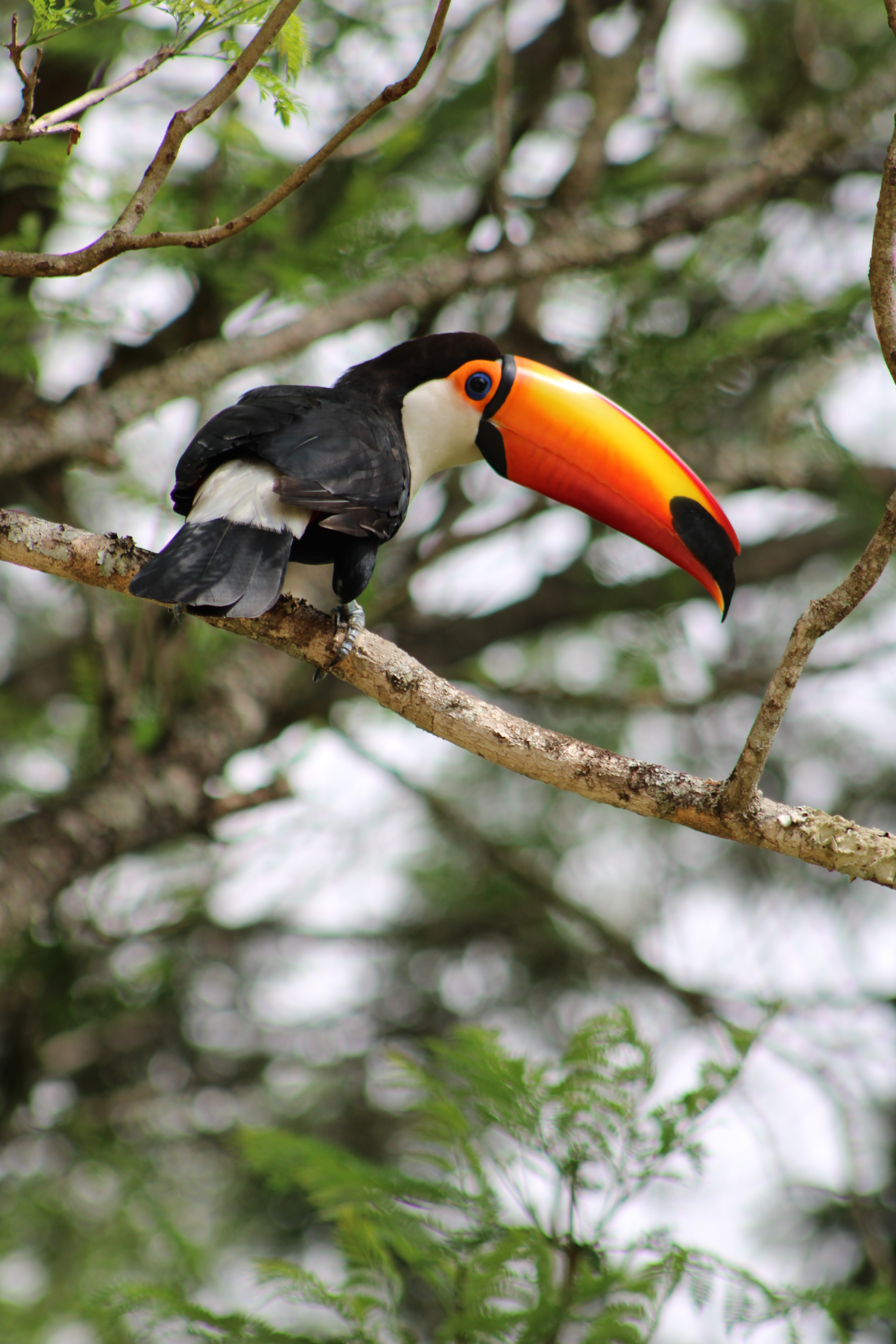 Tucano colorido em uma árvore