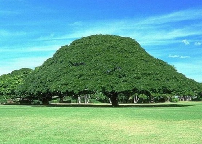 Árvore enorme de muita sombra no campo