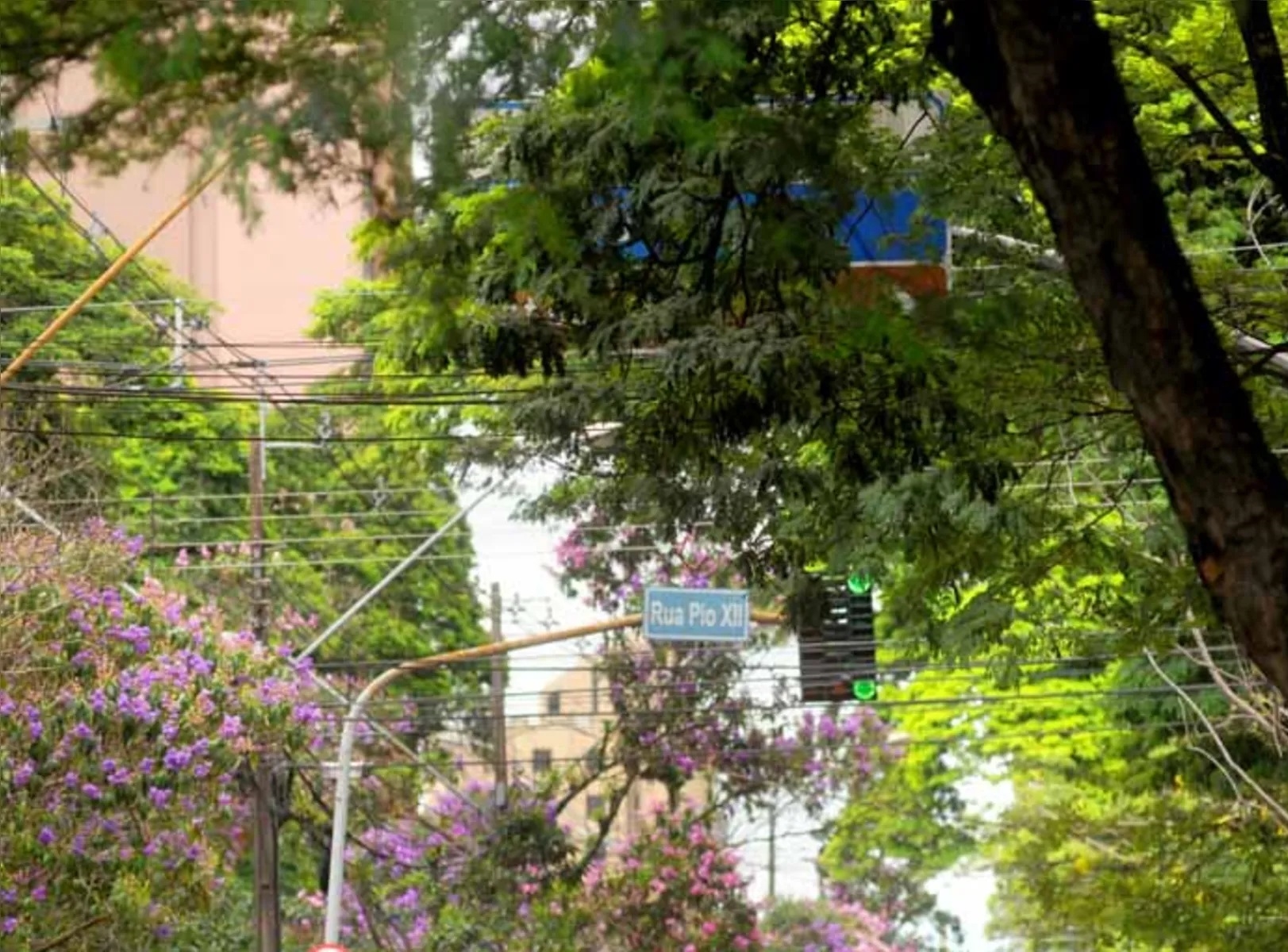 Árvore cobrindo placas de sinalização de trânsito