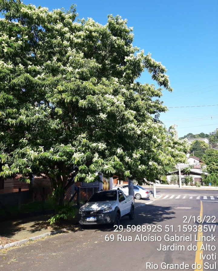 Copa de árvore avançando sobre a rua