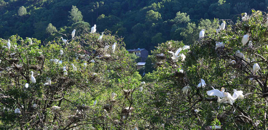 Garças brancas sobre vegetação