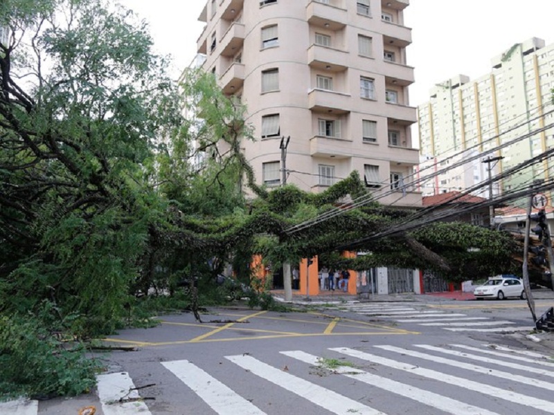 Árvore enorme caída na cidade