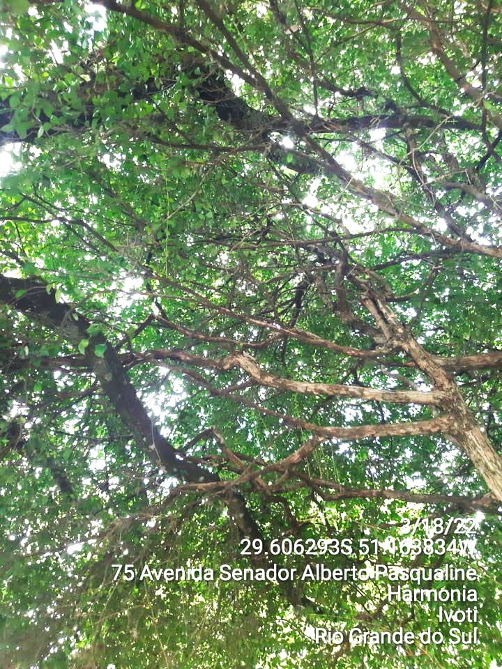 Interior da copa de uma árvore