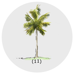 Copa palmeria 11